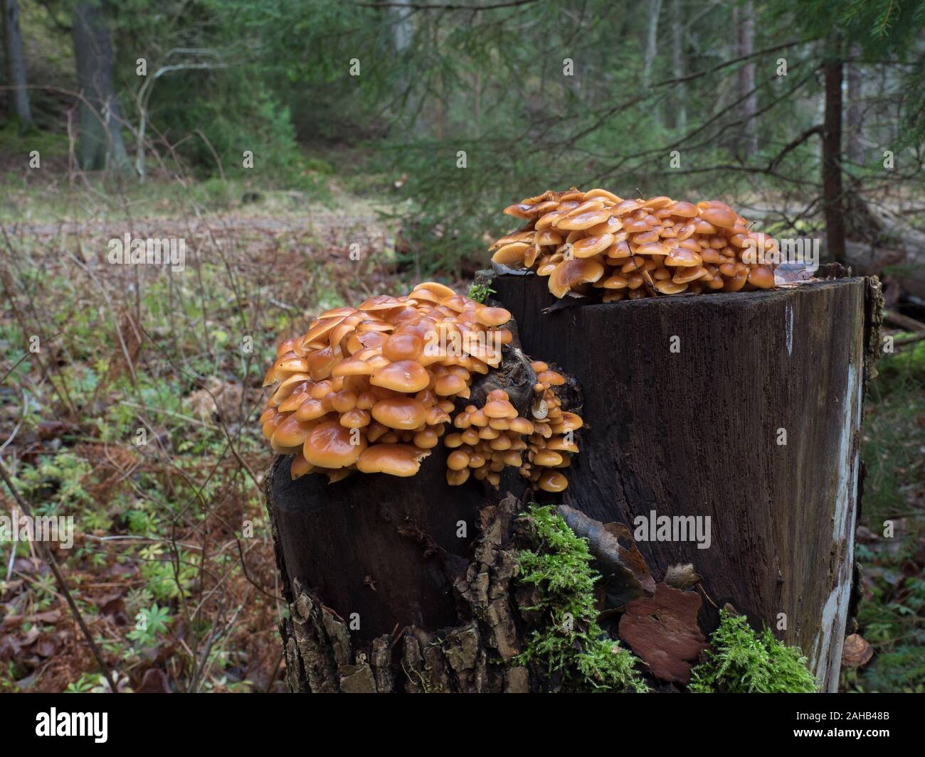 Pied velouté aussi connu sous le nom de champignons champignons d'hiver (Colybie a) croissant dans Görvälns naturreservat, Järfälla, Suède Banque D'Images