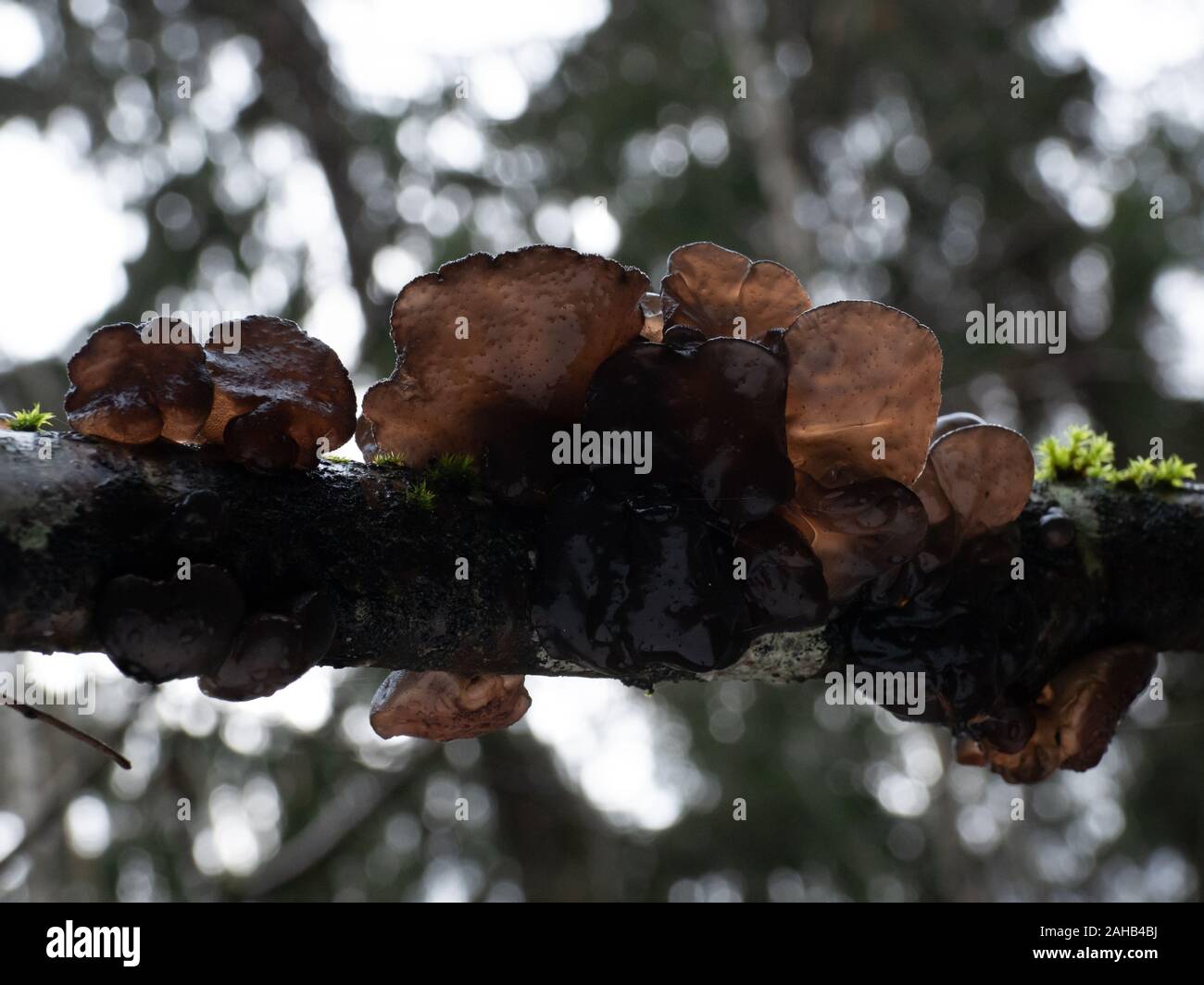 Exidia glandulosa (noms communs beurre de sorcières noires, rouleau de gelée noire, ou champignon de gelée de warty) croissant à Görvälns naturareservat, Järfälla, Suède Banque D'Images