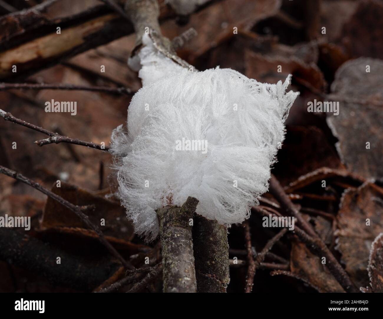 La glace sèche, aussi connu comme la laine ou le givre glace barbe, est un type de glace qui se forme sur le bois mort et prend la forme d'amende, des cheveux soyeux. Banque D'Images