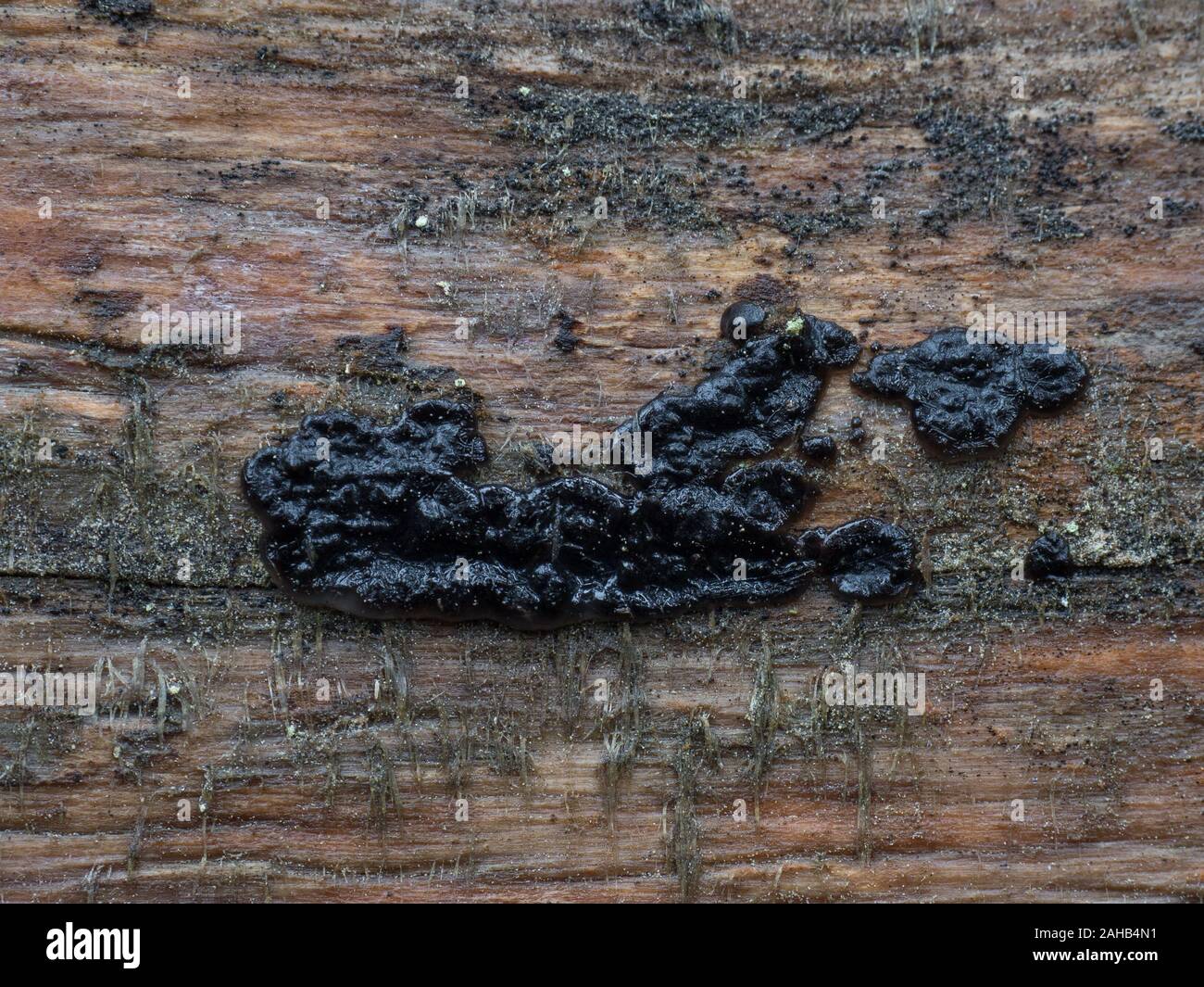 Exidia pithya (Exidia nigricans), qui grandit à Görvälns naturareservat, Järfälla, Suède Banque D'Images