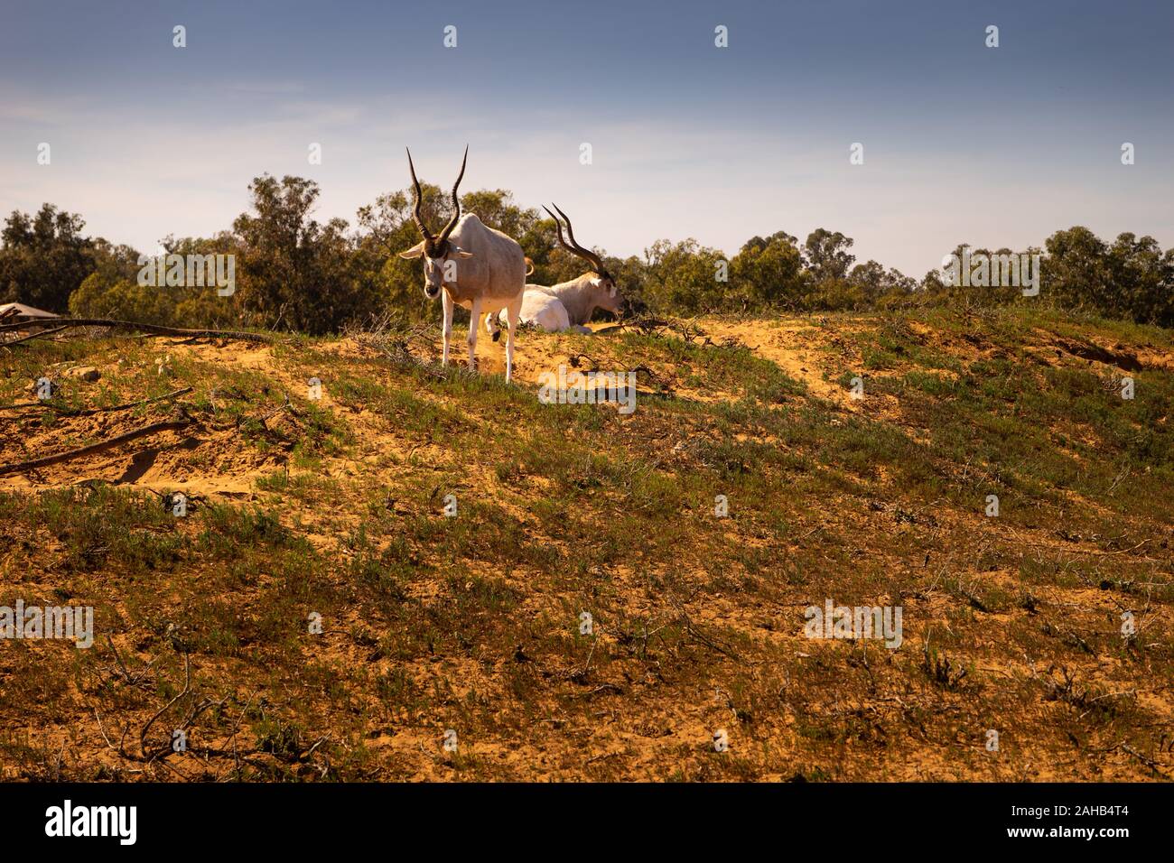Mendezantelope dans le parc national de Souss Massa, Maroc Banque D'Images