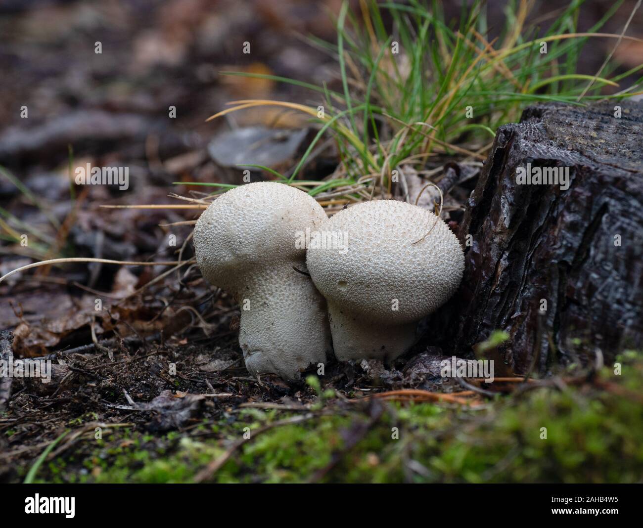 Calvatia excipiuliformis (Lycoperdon excipiuliforme) communément appelé le puffball de pilon ou le puffball à longue tige. Banque D'Images