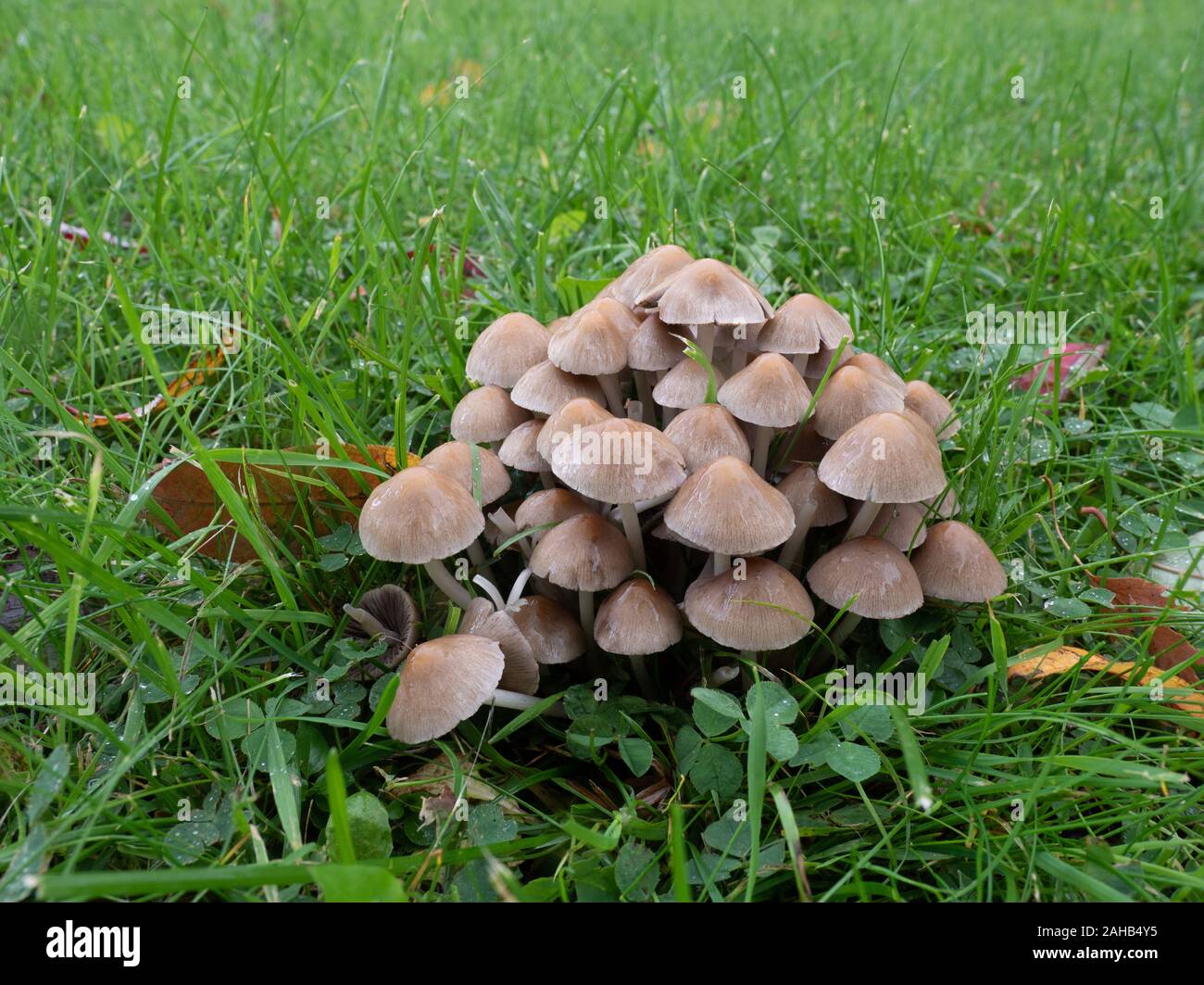 Psathyrella multipedata, champignon de la Brittlestem de Clustered, croissant à Görvälns naturareservat, Suède. Banque D'Images