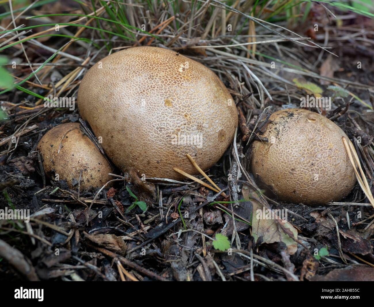 Boule de terre Scleroderma sp. Croissant à Görvälns naturareservat, Suède. Banque D'Images