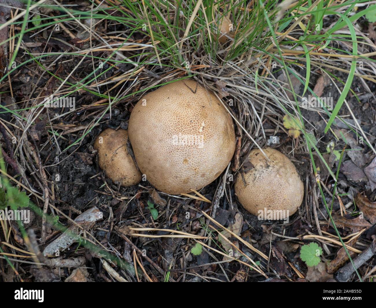 Boule de terre Scleroderma sp. Croissant à Görvälns naturareservat, Suède. Banque D'Images