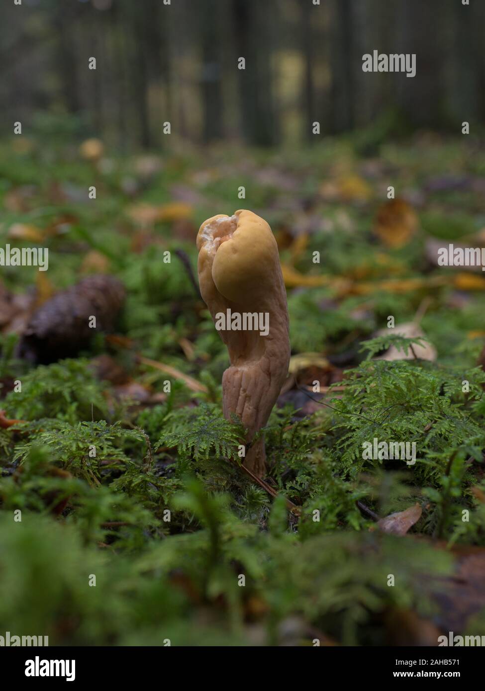 Clavariadelphus pistillalis grandit à Görvälns naturareservat, Suède. Banque D'Images