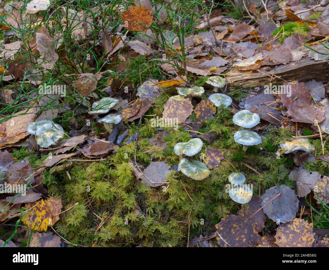 Verdigris agaric (Stropharia aeruginosa), qui grandit à Görvälns naturareservat, Järfälla, Suède Banque D'Images