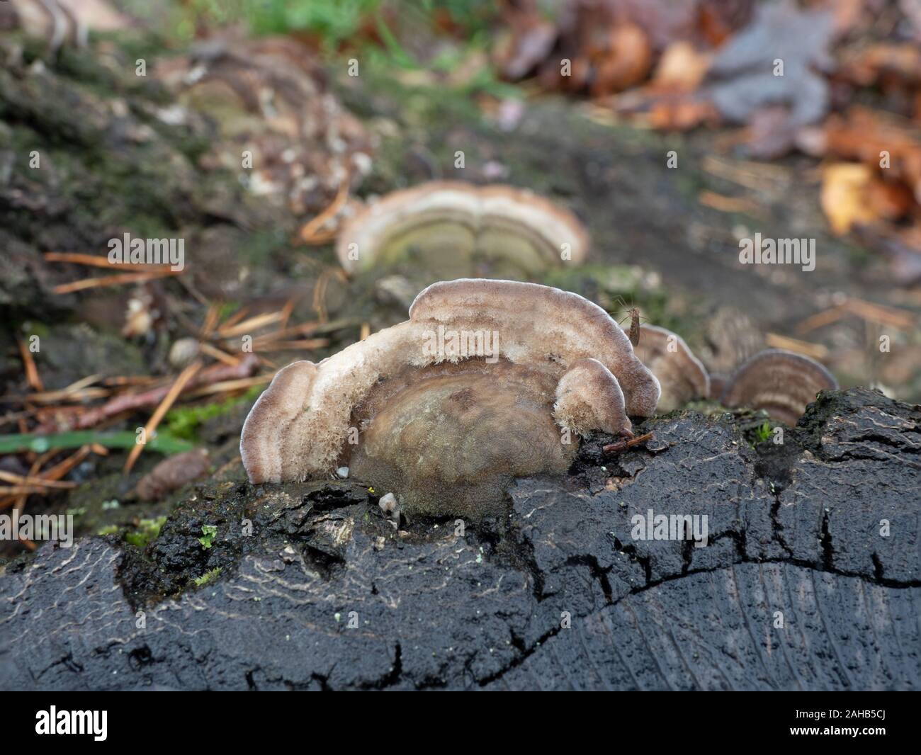 Cerrena unicolor, communément appelée polypore de maze de mousse, est une espèce de champignon poroïde. Banque D'Images