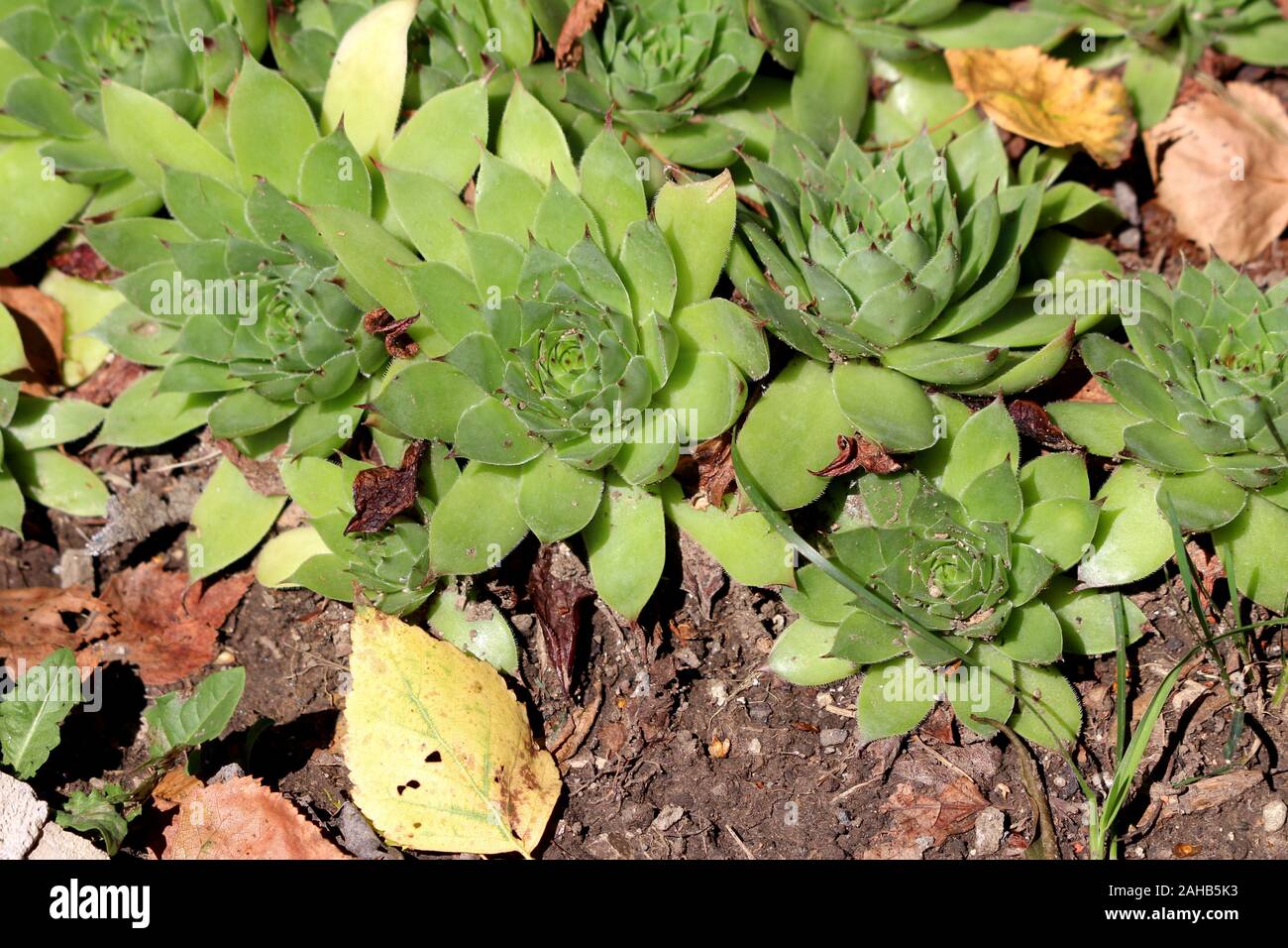 Common houseleek Sempervivum tectorum formant une rosette ou succulentes plantes vivaces à feuillage persistant avec des feuilles sessiles touffetée vert Banque D'Images