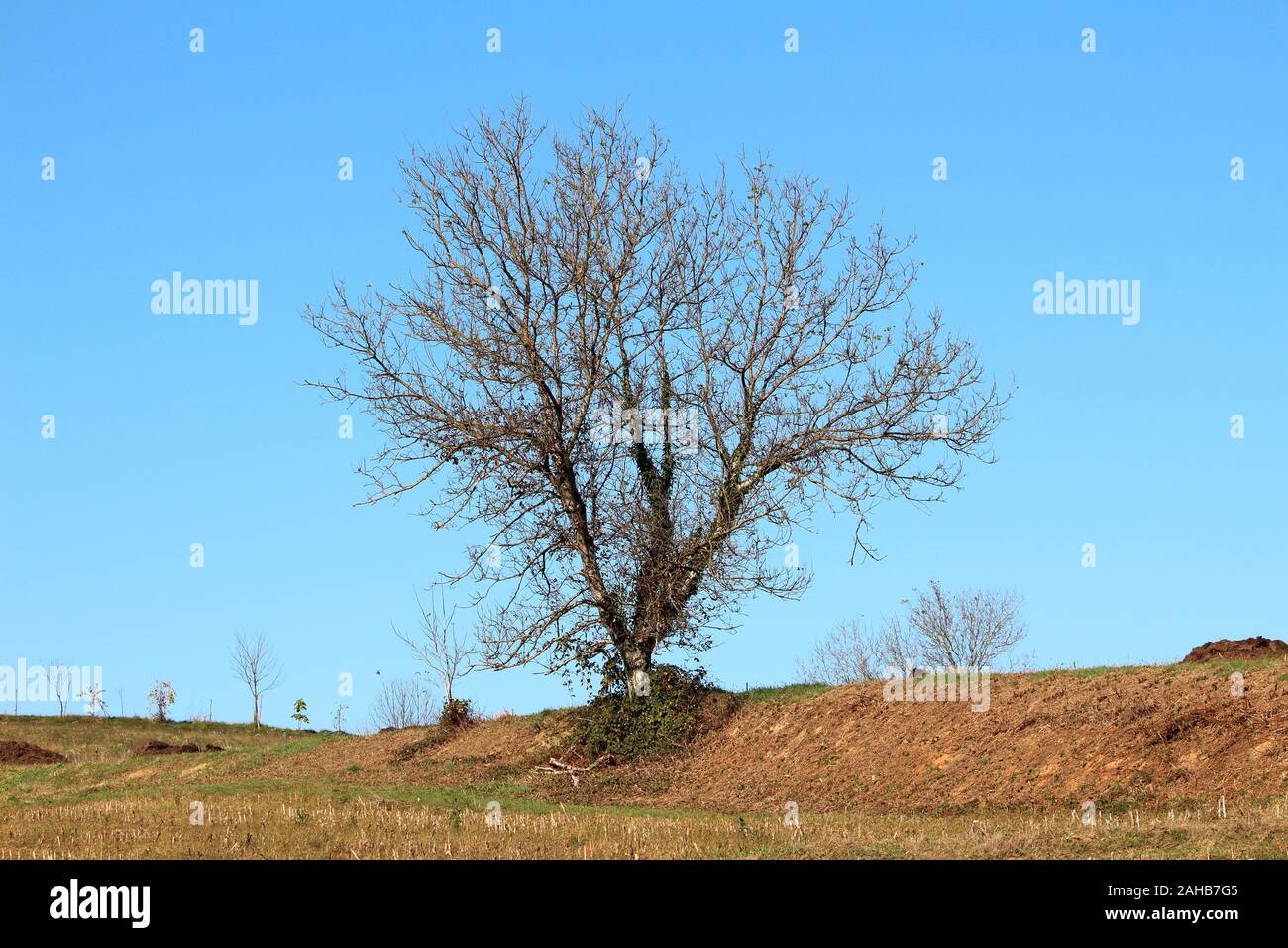 Grand arbre sans feuilles de la cime aride avec de plus en plus sur le dessus de la petite colline, entouré de champs et de petits arbres récoltés sur l'automne chaud et ensoleillé Banque D'Images