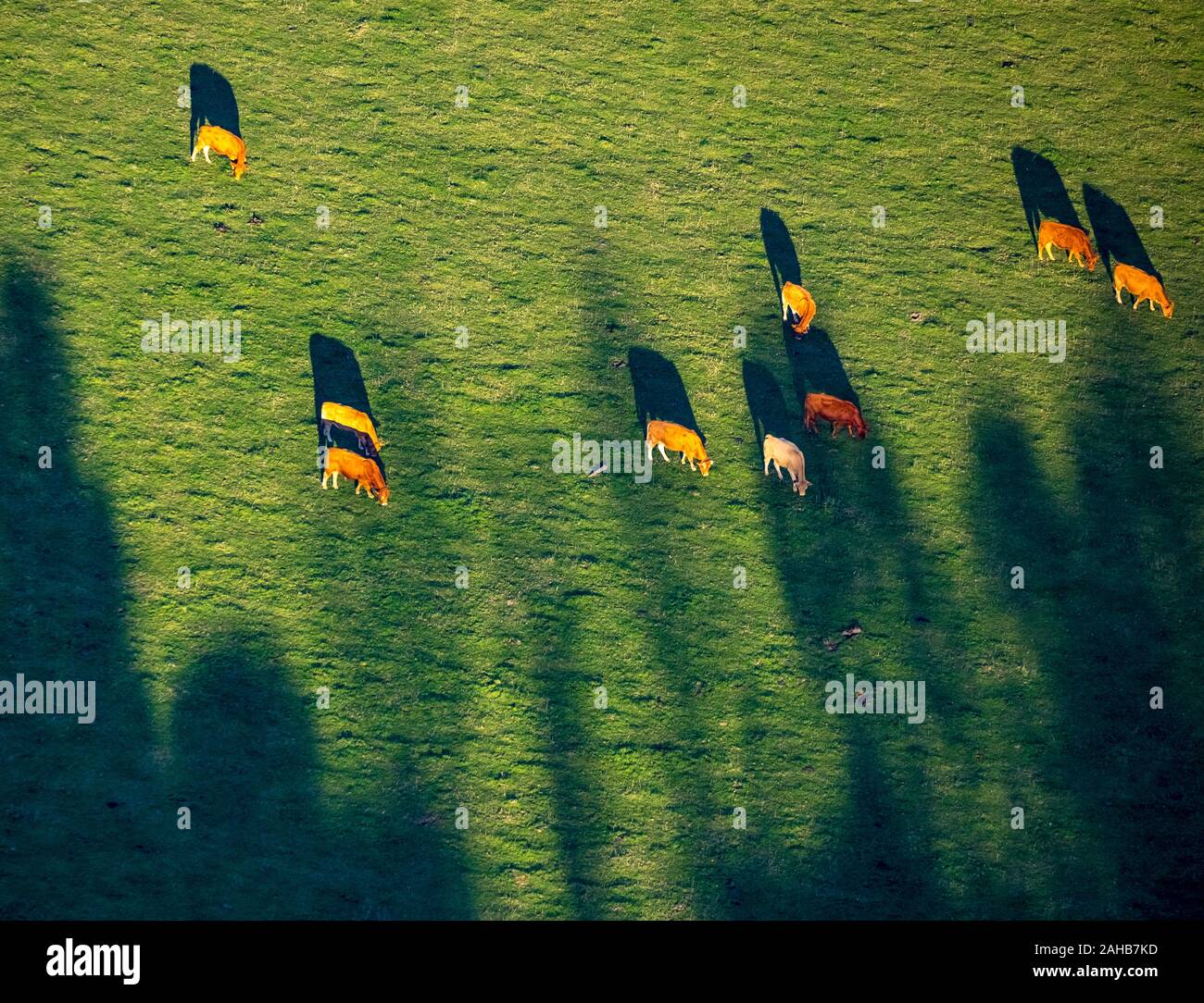 Photo aérienne, brown-vaches blanches sur le pâturage dans le Oelinghauserheide, Arnsberg, Sauerland, Rhénanie du Nord-Westphalie, Allemagne, DE, l'Europe, de formes et de c Banque D'Images