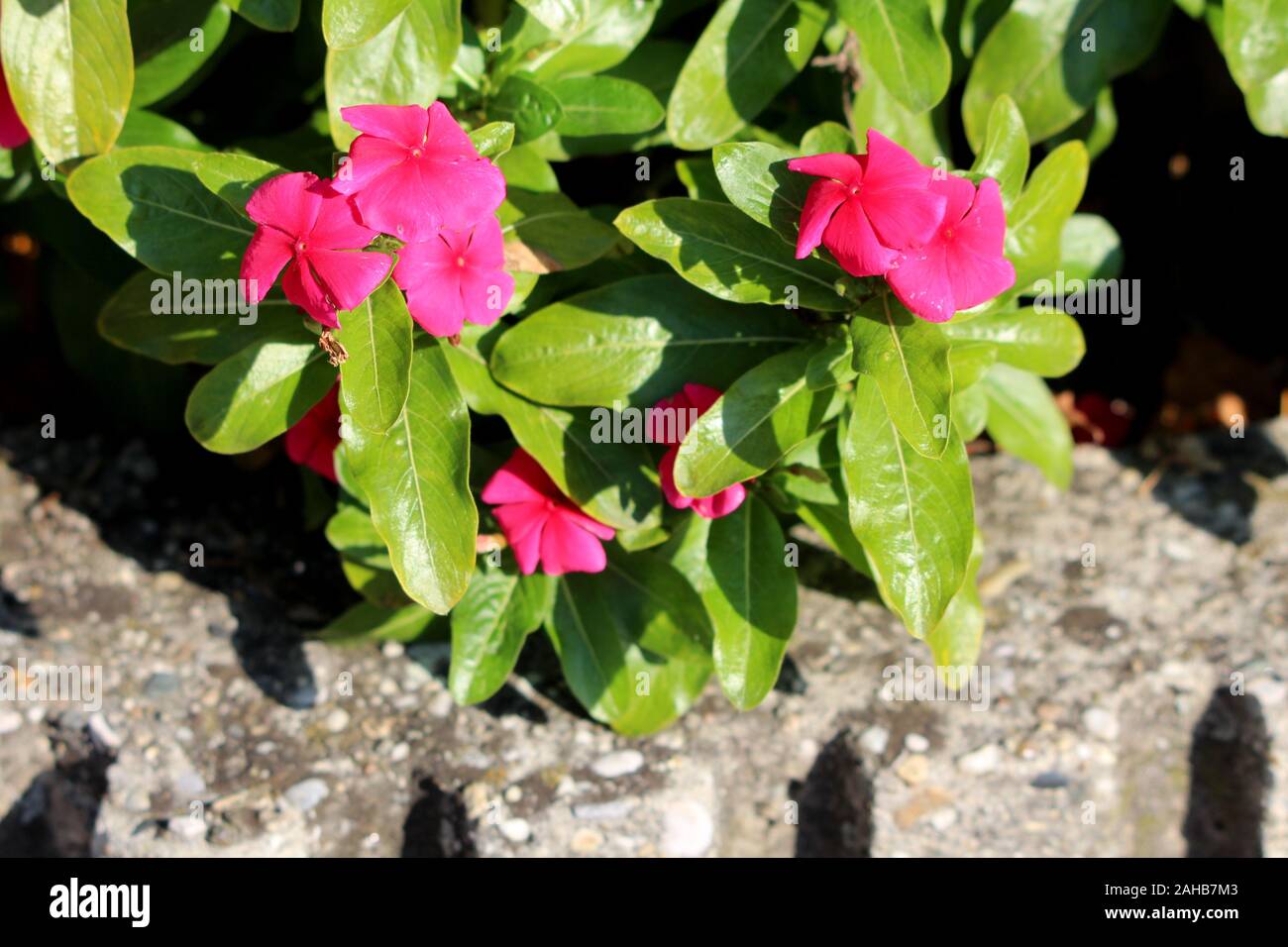 Pervenche de Madagascar ou Catharanthus roseus ou yeux brillants ou Cape  pervenche ou Cimetière plante ou de la vieille fille ou la pervenche la  pervenche rose ou Rose Photo Stock - Alamy