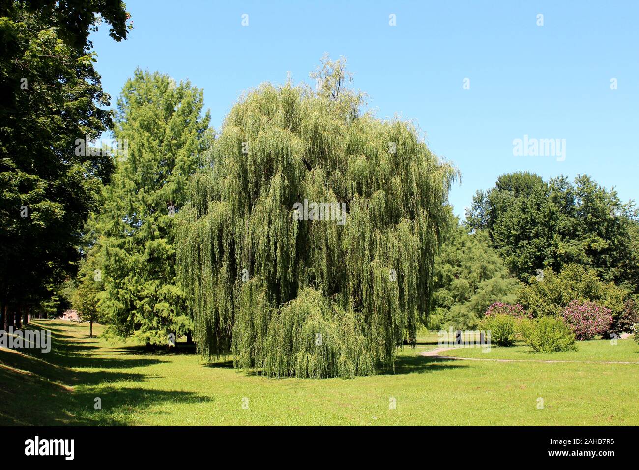 Vieux massif ou saule pleureur Salix babylonica ou saule de Babylone avec feuilles vert frais dense entourée de fleurs et d'autres arbres herbe Banque D'Images