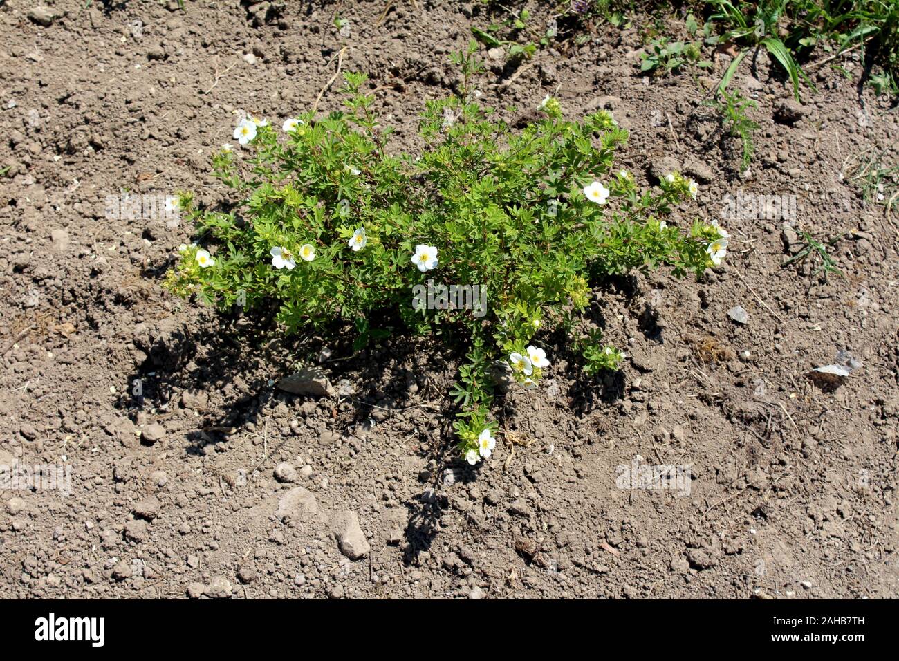 Le Ciste de Montpellier ou ciste Cistus monspeliensis plante arbuste à fleurs blanches et feuilles velues avec texture collante glandulaire Banque D'Images