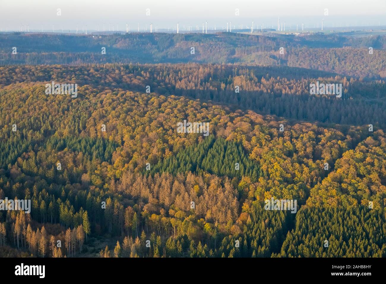 Photographie aérienne, forêt mixte d'automne, forêt de sapins, de feuillus, clairières des forêts, la superficie des forêts défrichées, dommages aux arbres, Marsberg, Sauerland, No Banque D'Images