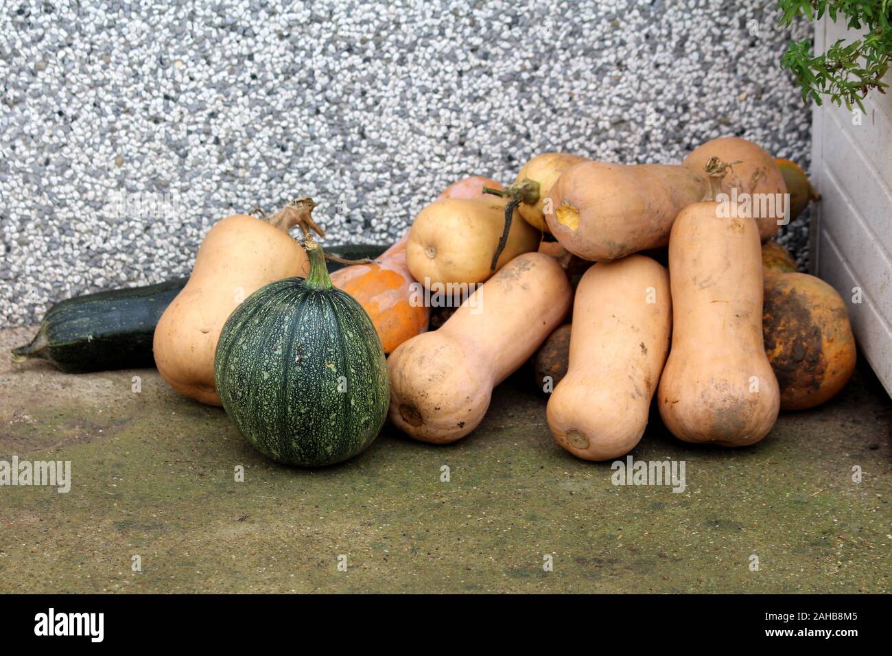Pile de courge fraîchement cueillis ou Cucurbita moschata Butternut ou potiron ou Gramma les courges d'hiver et divers pumpkins Banque D'Images