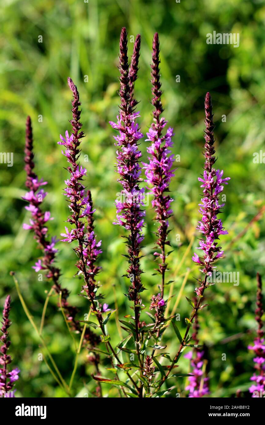 Ou la salicaire Lythrum salicaria salicaire pourpre ou enrichis ou lythrum plante herbacée vivace les plantes à fleurs pourpre rougeâtre fleurs star Banque D'Images