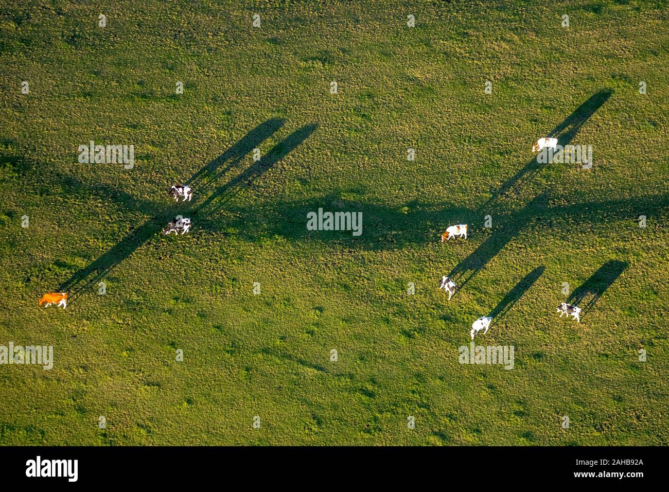 Photo aérienne, les vaches sur le pâturage, Am Uchtenberg, Grevenstein, Meschede, Rhénanie-Palatinat, Hesse, ALLEMAGNE, DE, l'Europe, des formes et des couleurs, Co Banque D'Images