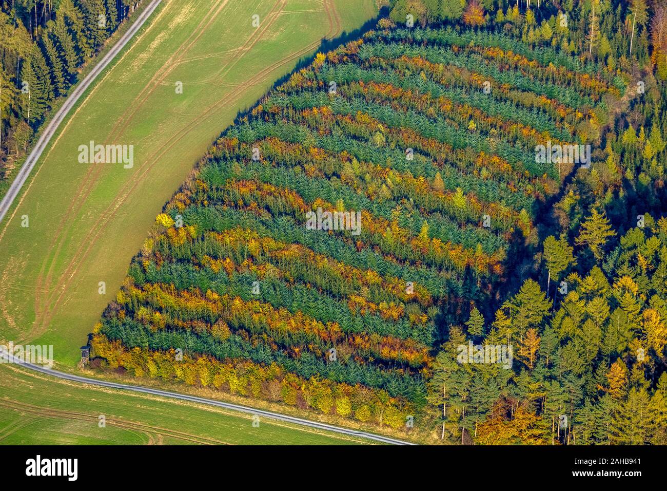 Photographie aérienne, forêt mixte à près de Hennesee Mülsborn, motif à rayures colorées, des lignes, de la forêt mixte, la protection des forêts, feuillage de l'automne, des rangées de t Banque D'Images
