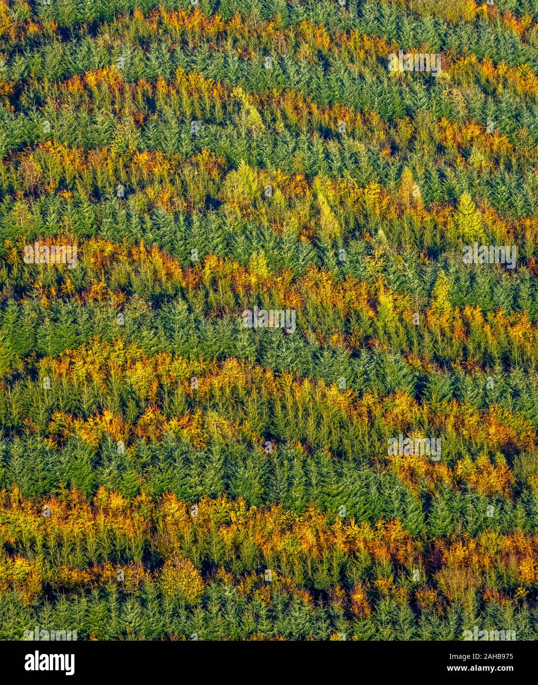 Photographie aérienne, forêt mixte à près de Hennesee Mülsborn, motif à rayures colorées, des lignes, de la forêt mixte, la protection des forêts, feuillage de l'automne, des rangées de t Banque D'Images