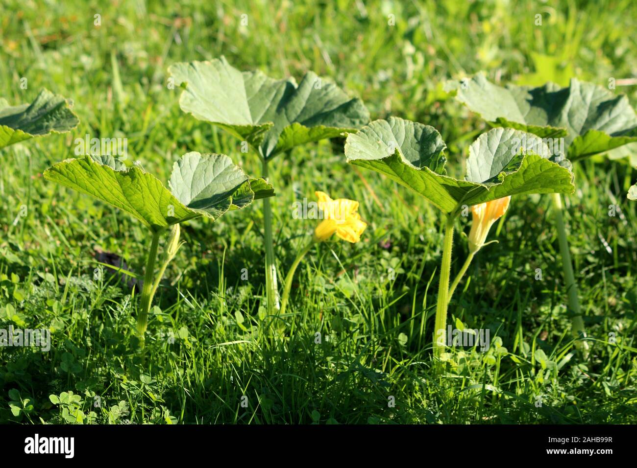 Rangée de grands espaces verts pour les feuilles de citrouille épais mélangé avec des fleurs jaune vif ouvert planté dans le jardin d'accueil local entouré de l'herbe non coupée Banque D'Images