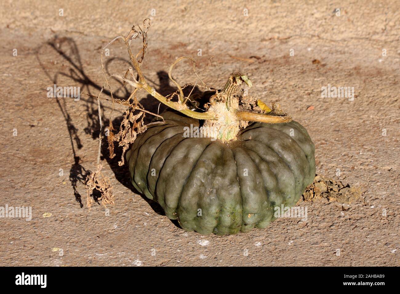 Vue de dessus de Marina di Chioggia Chioggia courge ou citrouille ou la mer ou Barucca Zucca Zucca santa round squash court avec vert foncé à la peau bleu gris Banque D'Images