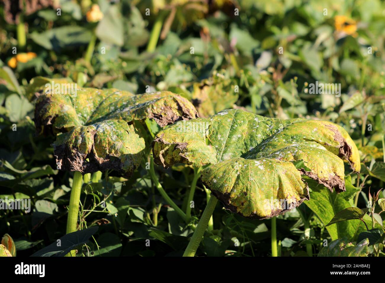 Deux gros épais vert foncé des feuilles de citrouille saupoudré avec du sulfate de cuivre entouré de plantes de plus en plus densément dans le jardin d'accueil local Banque D'Images