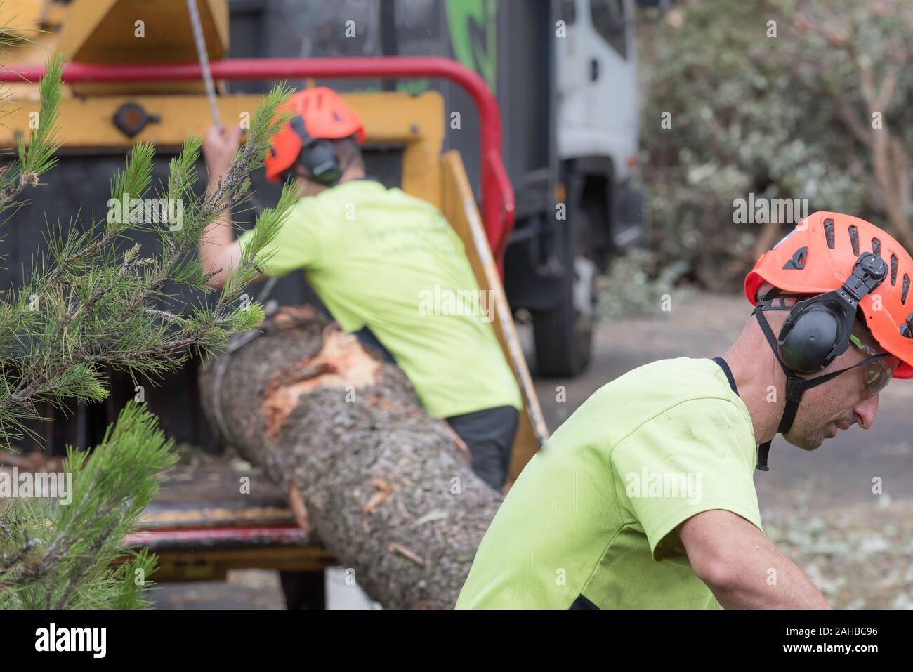 Sydney Aust Nov 26 2019 : Une tempête a soufflé sur les banlieues du nord de Sydney arbres énormes serpentine à leur base. C'est St John's Church, Gordon Banque D'Images