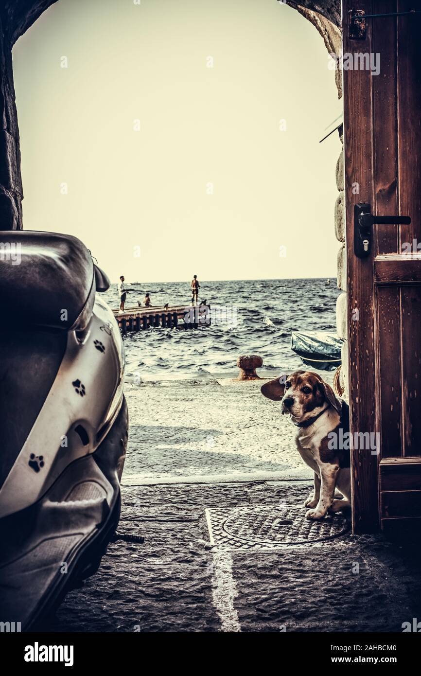 Triste chien assis à la porte ouverte de fishman près de la mer en pierre et de la moto. Sorrente, Italie Banque D'Images