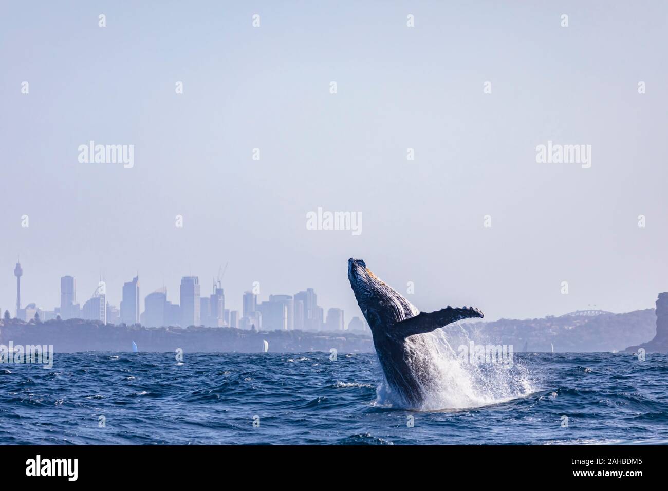 Humpback Whale breaching au large de Sydney CBD de Sydney avec têtes de skyline en arrière-plan, Sydney, Australie Banque D'Images