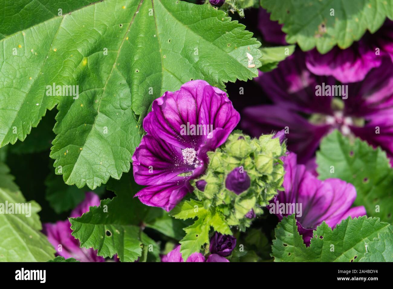 Fleurs de mauve sauvage en fleur au printemps Photo Stock - Alamy