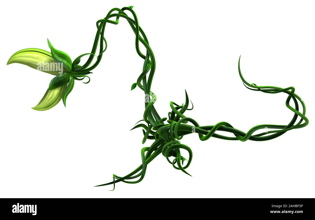 Green plant de vigne piqueurs émergé la croissance, 3d illustration, horizontal, isolé, over white Banque D'Images