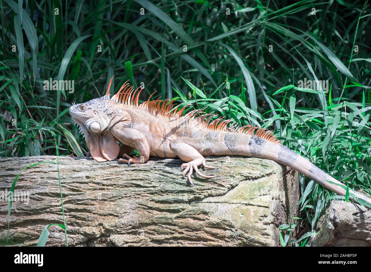 Un lézard iguane, dans un zoo où vivent les lézards. Iguana est un genre de lézards herbivores indigènes de régions tropicales du Mexique Banque D'Images