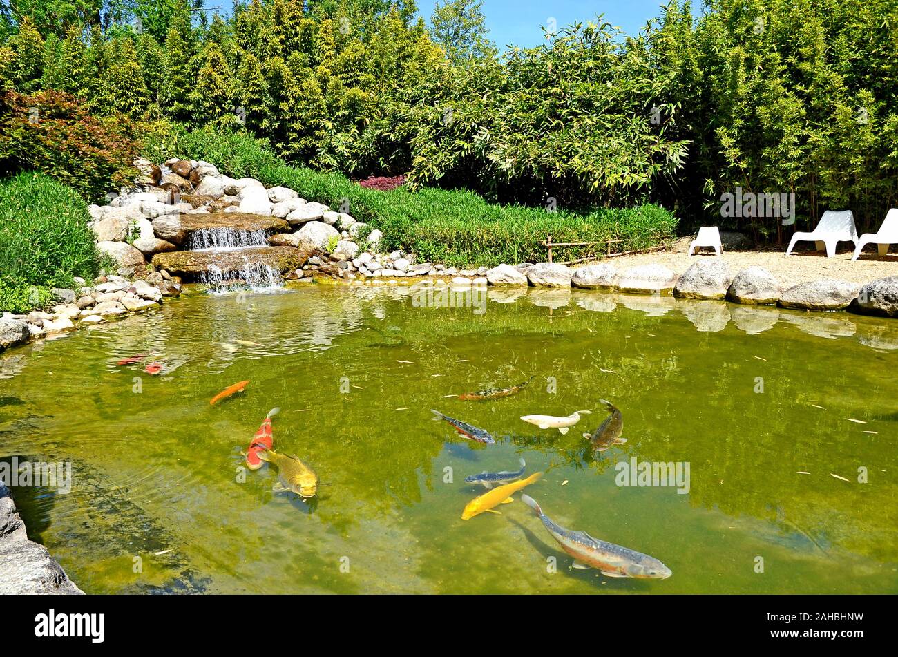 Pelouse avec pacifique poisson koi japonais en elle. Petit jardin privé en France Banque D'Images