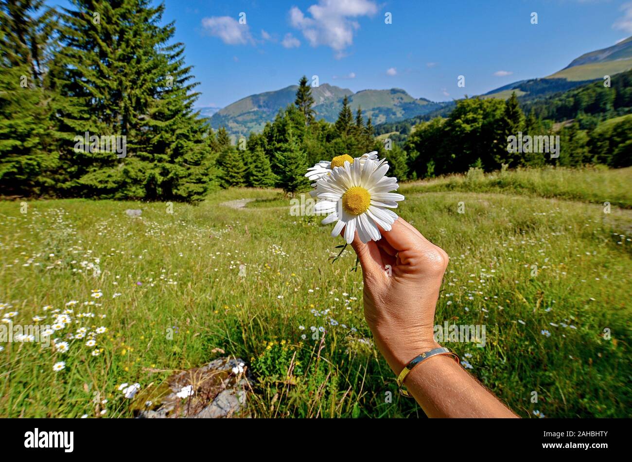 Champ de fleurs Daisy avec belles Alpes paysage à l'arrière-plan avec beaucoup de pins et sapins Banque D'Images