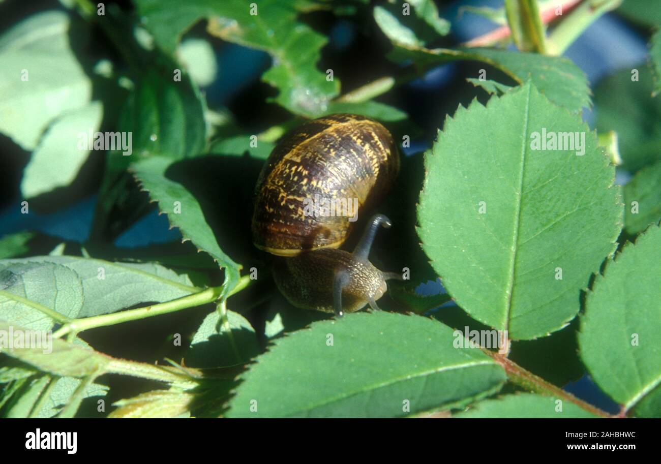 Escargot Rose Banque De Photographies Et D Images A Haute Resolution Alamy Escargot Rose Banque De Photographies Et D Images A Haute Resolution Alamy