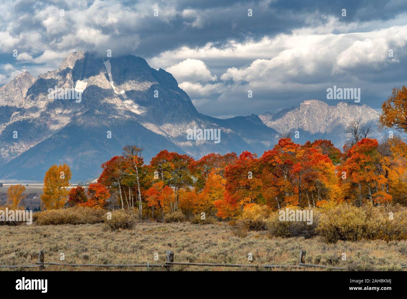 Feuillage de l'automne dans le Grand Tetons National Park, Wyoming Banque D'Images