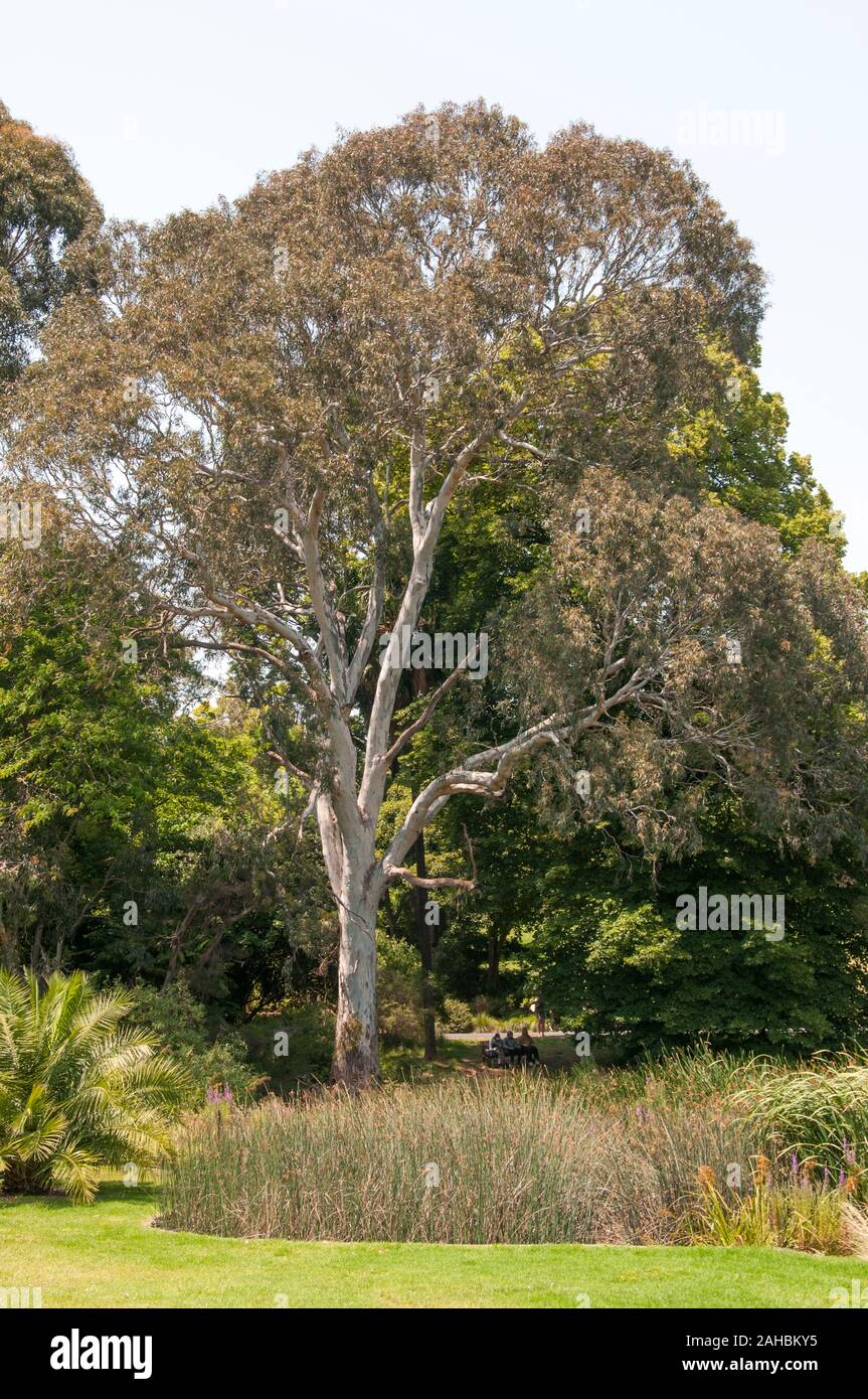 Eucalyptus indigènes matures au Royal Botanic Gardens, Melbourne, Australie Banque D'Images