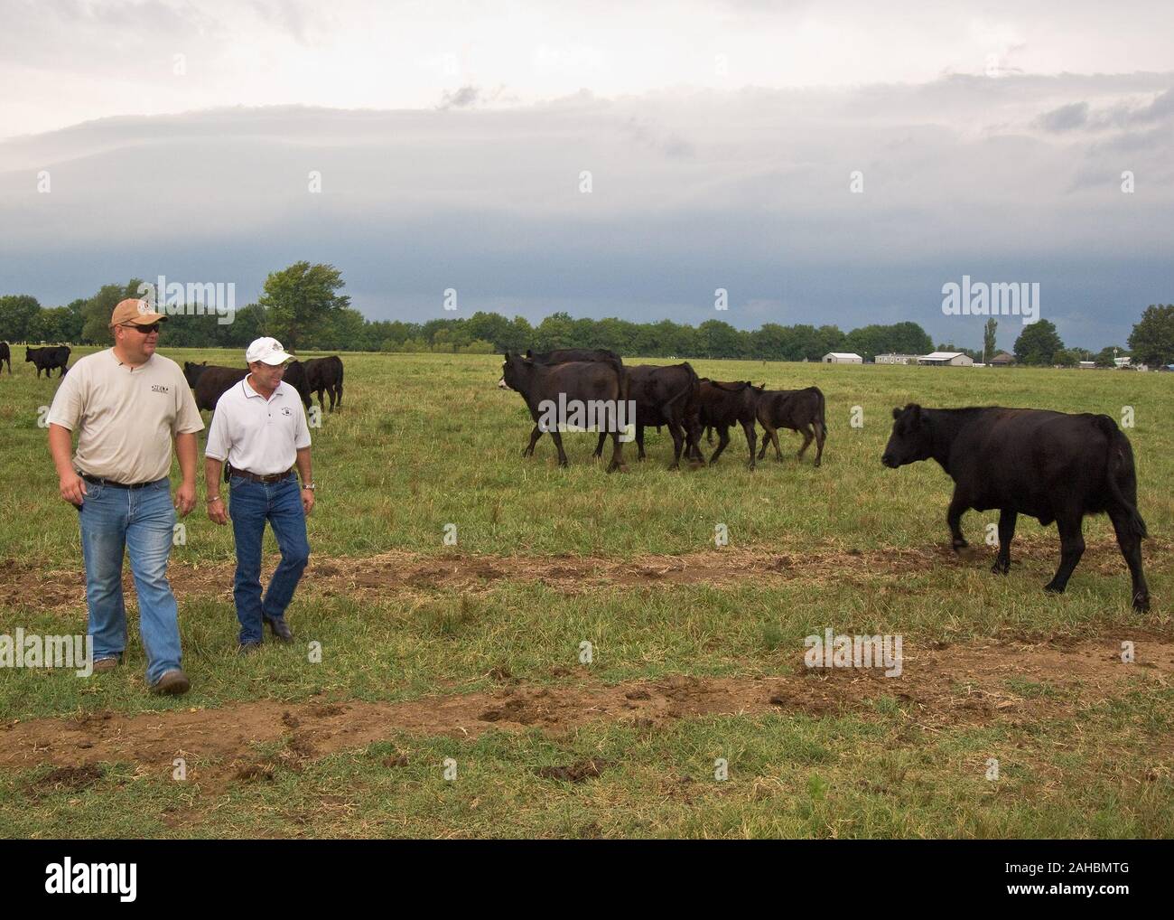 Christopher Helt et Jim Black, USDA, FSA, gestionnaire de Prêt de l'USDA, de regarder les bovins de retourner à la pâture après l'alimentation. Helt appris sur le département américain de l'Agriculture, La Ferme Service Agency (FSA) prêts grâce à un ami, il a acheté plusieurs races de bovins y compris Angus. Son beau-fils a été récemment approuvée pour un prêt de la jeunesse rurale pour acheter cinq vaches pour la reproduction. L'argent pour les prêts a été mis à disposition avec un financement par l'entremise de l'American Recovery and Reinvestment Act de 2009 (ARRA). Banque D'Images