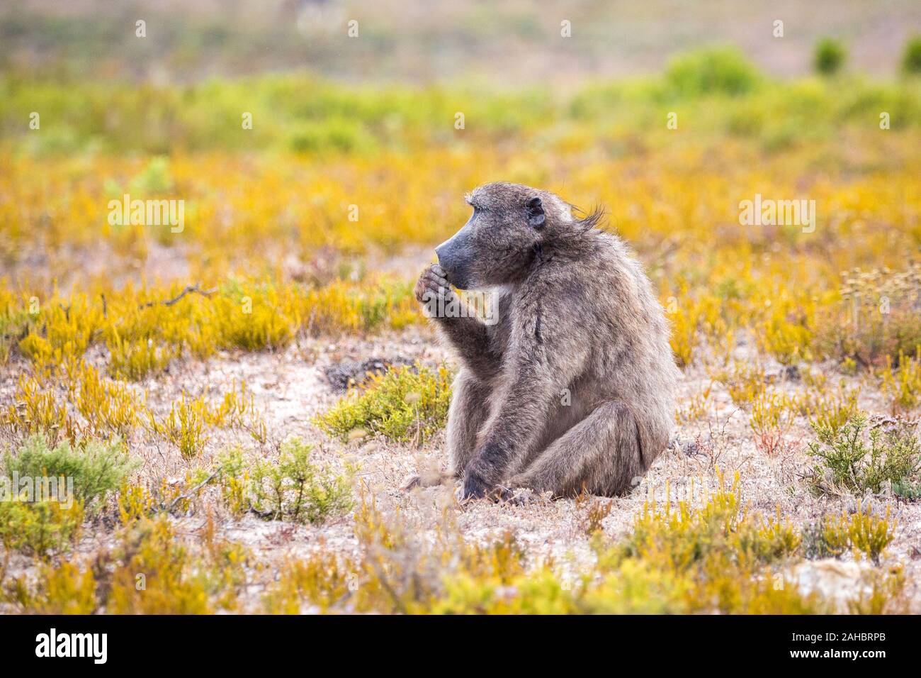 Babouin assis dans la végétation fynbos dans une "Pose du penseur', De Hoop Nature Reserve, Afrique du Sud Banque D'Images