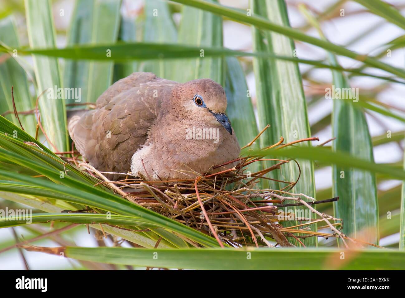 Reproduction nid Pigeon sur oeufs en vert palmier sur Bonaire Photo Stock Alamy