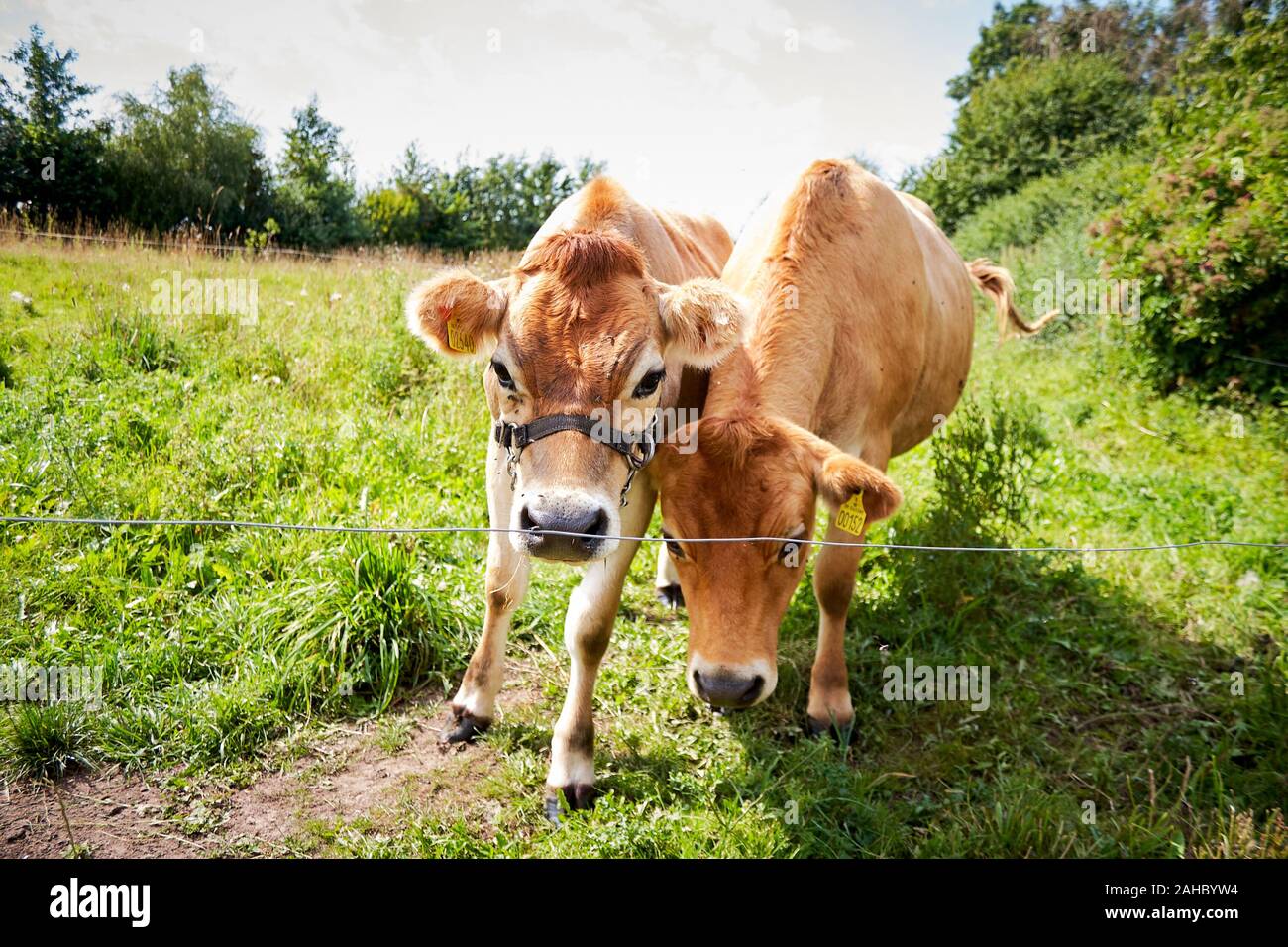 Deux vaches de Jersey dans un champ d'herbe, Danemark Banque D'Images