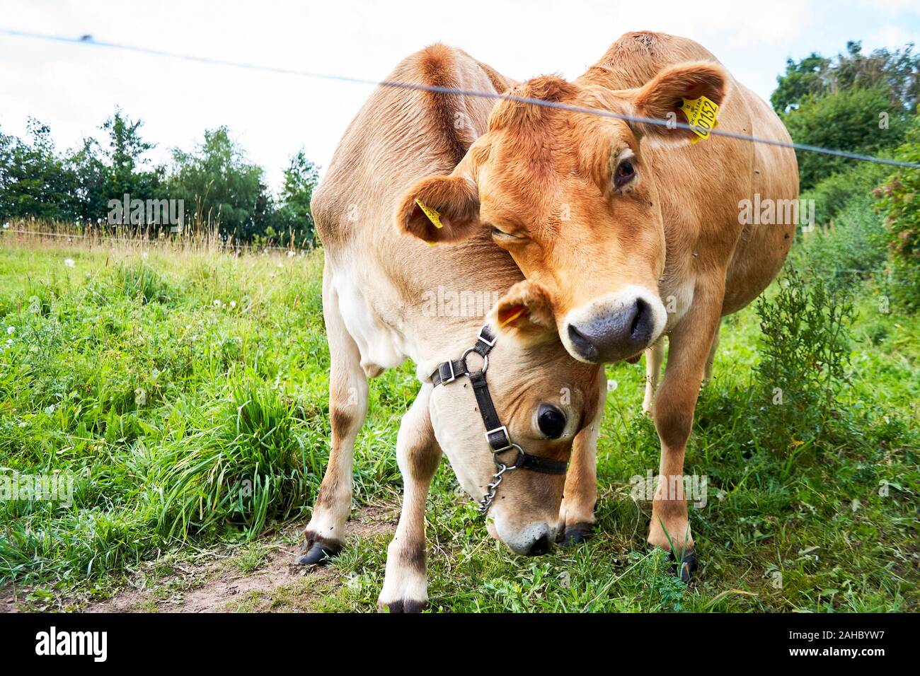 Deux vaches de Jersey dans un champ d'herbe, Danemark Banque D'Images
