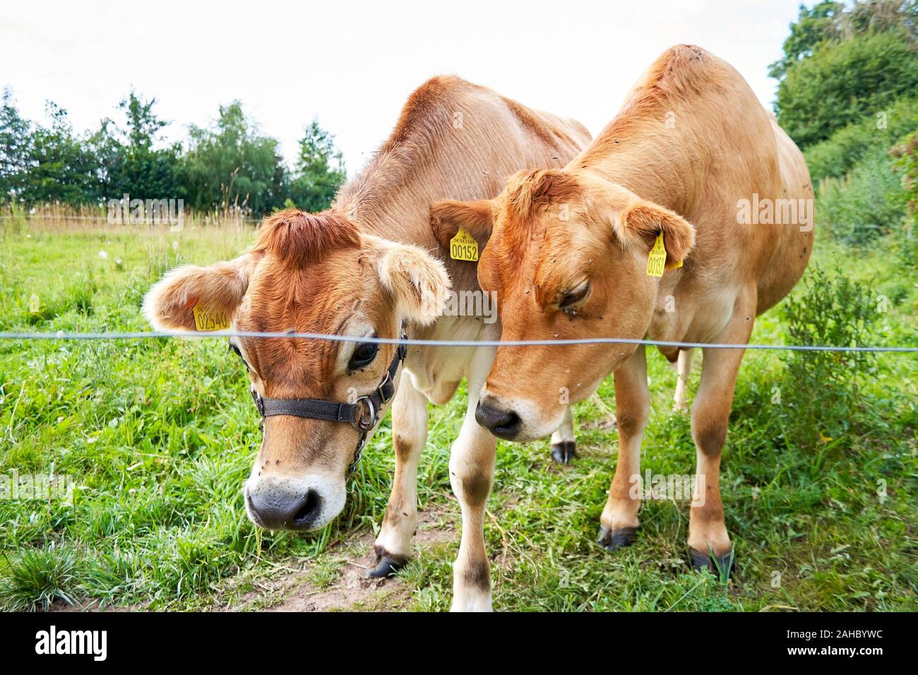 Deux vaches de Jersey dans un champ d'herbe, Danemark Banque D'Images