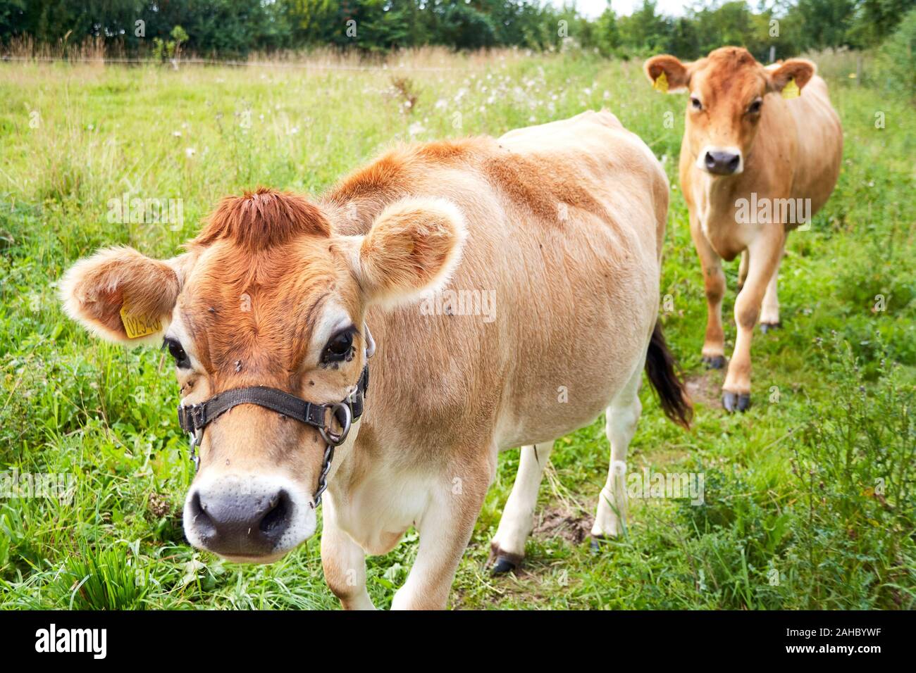 Deux vaches de Jersey dans un champ d'herbe, Danemark Banque D'Images