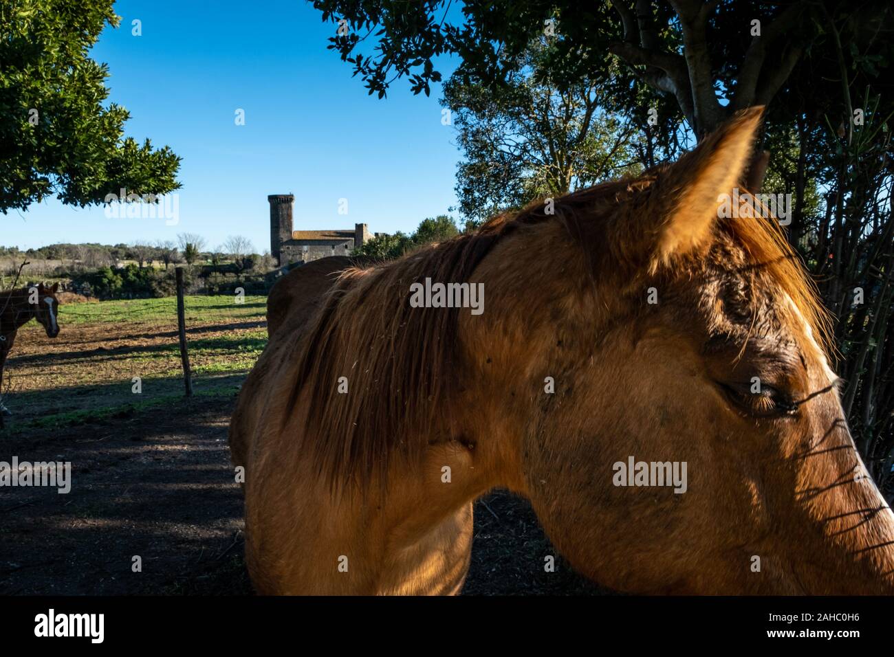 VULCI, ITALIE - Le 26 décembre 2019 : les chevaux pâturage près du château médiéval de la Badia, remontant au 13ème siècle, une ancienne ville étrusque dans la Banque D'Images