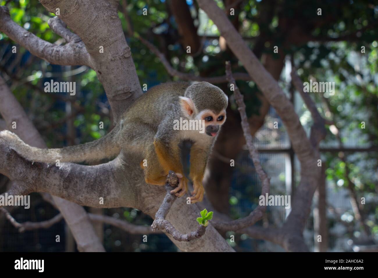 un zoo et les animaux qui y vivent Banque D'Images