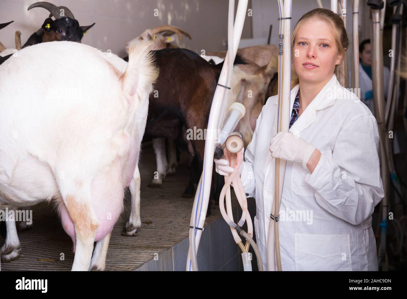 Travailleuse agricole dans la grange avec les machines à traire la vache Banque D'Images