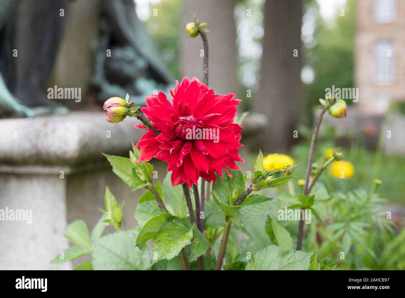 Dahlia rouge close up. Belle fleur solitaire coloré. Arrière-plan flou avec une statue. La macro photographie. L'été, Flers, Normandie, France. Banque D'Images Dahlia rouge close up. Belle fleur solitaire coloré. Arrière-plan flou avec une statue. La macro photographie. L'été, Flers, Normandie, France. Banque D'Images