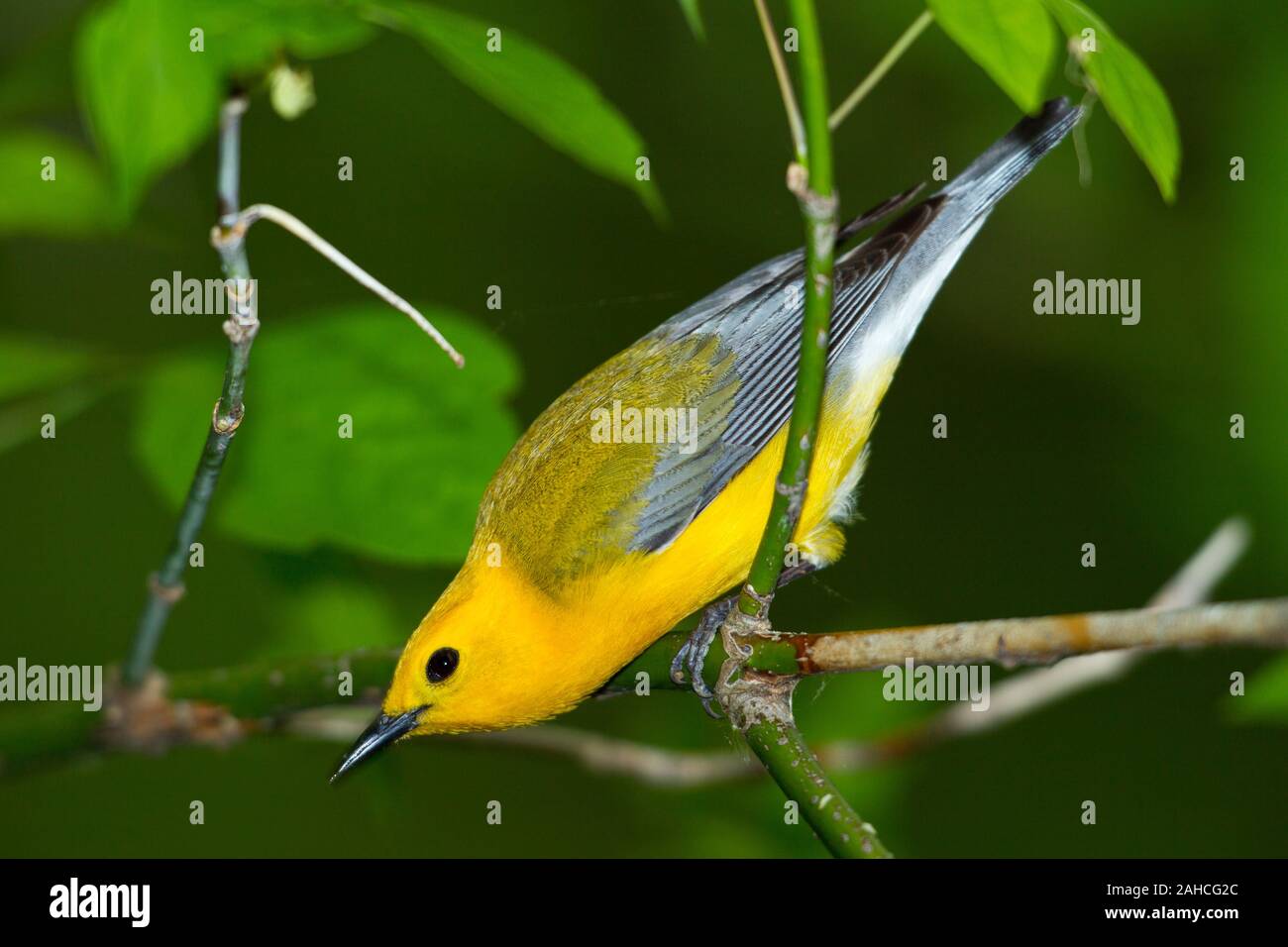La Paruline orangée (Protonotaria citrea), femme, plumage nuptial Banque D'Images